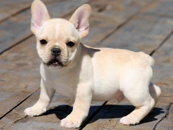 UIKD Top Family Raised French Bulldog Puppies.