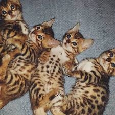 Beautiful Pedigree Kittens