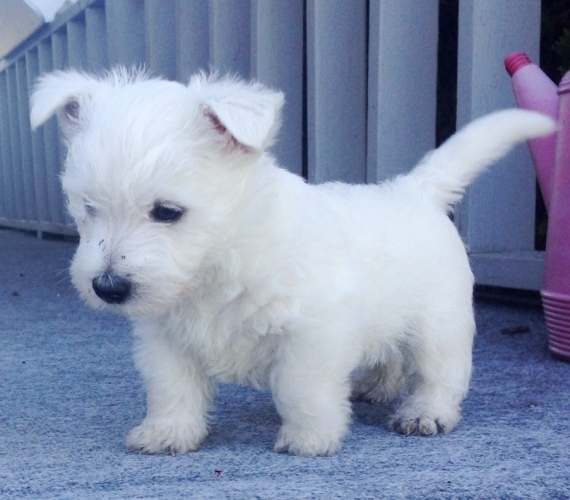 SHA CH. Bloodline West Highland White Terrier Pups