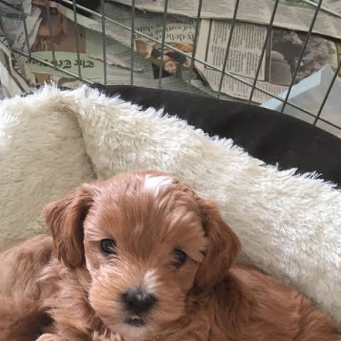 Apricot maltipo puppy